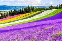 Shikisai-no-Oka Fairy Terrace Tour, optional lunch from Sapporo