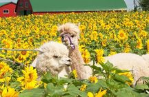 Shikisai-no-Oka Fairy Terrace Tour, optional lunch from Sapporo