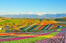 Shikisai-no-Oka Fairy Terrace Tour, optional lunch from Sapporo