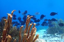 guided Shore Diving in Bonaire Marine Park with 2 Dives