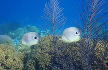 guided Shore Diving in Bonaire Marine Park with 2 Dives