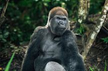 Gorilla Full Day in Lesio Luna Reserve From Brazzaville 