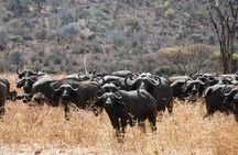 2 Day Tanzania Safari in Tarangire and Ngorongoro Crater 