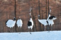 Red-Crowned Crane and Wildlife Guided Tour at Kushiro Marshland