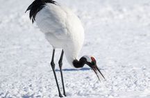 Red-Crowned Crane and Wildlife Guided Tour at Kushiro Marshland