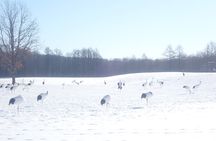 Red-Crowned Crane and Wildlife Guided Tour at Kushiro Marshland