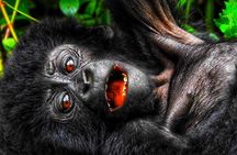 3 Days Uganda Mountain Gorillas Trekking to Bwindi from Kigali