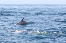 Mnemba Island Snorkeling and Swimming with Dolphins
