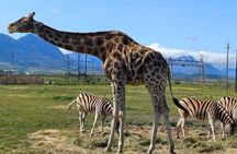 Cape Town Giraffe House Cheetah Encounter and Wine Tasting Tour