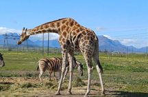 Giraffe Encounter and Cheetah Outreach with Wine Tasting