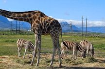 Giraffe Encounter and Cheetah Outreach with Wine Tasting