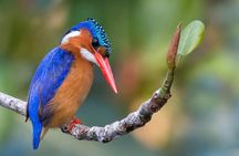 Durban Birdwatching Tour