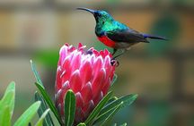 Durban Birdwatching Tour