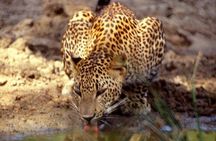 Yala National Park Half Day Safari - 4.30 a.m to 11.30 a.m 