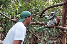 Jozani Forest Tour