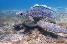 Private Abu Dabbab Snorkeling with Turtles Sea Trip - Hurghada