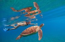 Private Abu Dabbab Snorkeling with Turtles Sea Trip - Hurghada