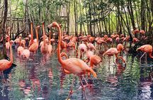Transportation to the National AVIARY of Colombia