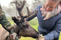 Small Group Fishing, Lunch& Reindeer Farm Visit in the Wilderness