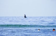 Private 2 hour Surf Lessons with Experienced Coaches 