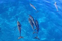 Kealakekua Bay Snorkel & Dolphin Watch In Kona