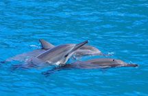 Kealakekua Bay Snorkel & Dolphin Watch In Kona