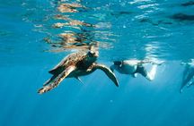 Kealakekua Bay Snorkel & Dolphin Watch In Kona