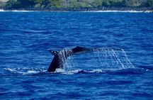 Kealakekua Bay Snorkel & Dolphin Watch In Kona