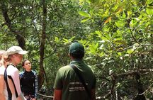 Mangrove Kayaking Tour from Langkawi