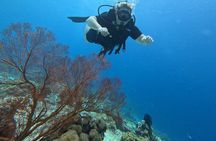 Scuba Diving Menjangan Island