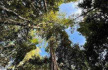Morning Rainforest Walking from Langkawi
