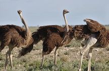 7-Day Garden Route Safari Adventure from Cape Town