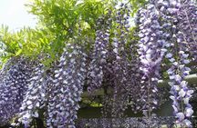 Tokyo: Japanese Garden Walking Tour with Tea and Sweets