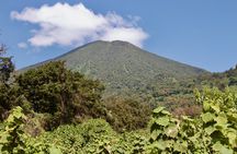 1 Day Rwanda Gorilla Trekking Tour