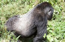 1 Day Rwanda Gorilla Trekking Tour