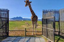 Cheetah Outreach Encounter & Giraffe House with Wine Tasting Tour