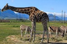 Cheetah Outreach Encounter & Giraffe House with Wine Tasting Tour