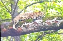 2 Day Bandipur Safari and Mysore Palace Tour