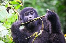 1 Day Rwanda Gorilla Trekking Tour