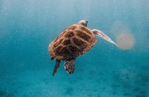 Amazing Similan Day Trip by Luxury Catamaran Yacht 