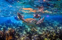 Hidden Cenote Swim: Snorkeling, Sea Turtles and Beachside Lunch