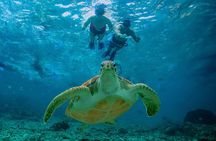 Hidden Cenote Swim: Snorkeling, Sea Turtles and Beachside Lunch