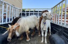 Full Day Friday Nizwa Animal Cattle Market & Jebel Akhdar Tour