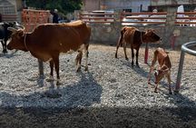 Full Day Friday Nizwa Animal Cattle Market & Jebel Akhdar Tour