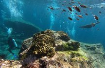 MOST POPULAR TOUR IN LA PAZ! Swim with Sea Lions Private Boat