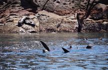 MOST POPULAR TOUR IN LA PAZ! Swim with Sea Lions Private Boat