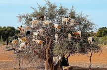 Essaouira Mogador & Atlantic Ocean Sightseeing Private Day Trip 
