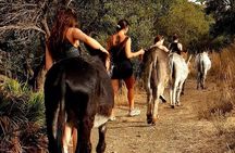 Tour the Sanctuary and Walk with the Donkeys and Share their Love 
