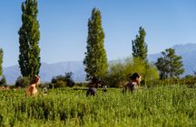 Mendoza Essentials 5 Days All Inclusive