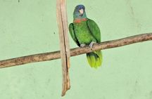 Dominica Roseau City and Rainforest Tour